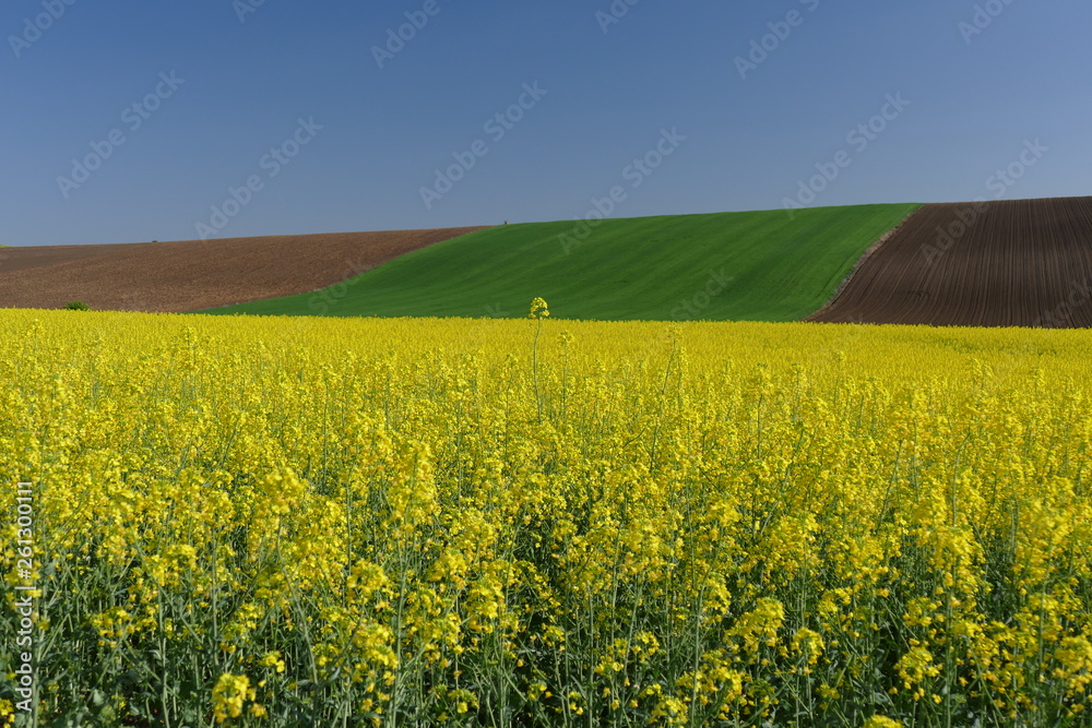 Agricultural land. Treated fields in the plane. In the foreground - blooming rape. Agricultural land. Treated fields in the plane. In the foreground - blooming rape.