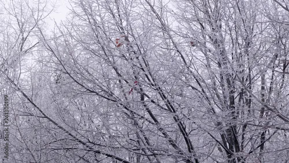 Red cardinal alone in the frozen branches of trees during the winter. Red cardinal alone in the frozen branches of trees during the winter.