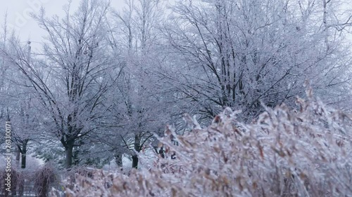 Wallpaper Mural Freezing trees in slow motion on winter. Torontodigital.ca