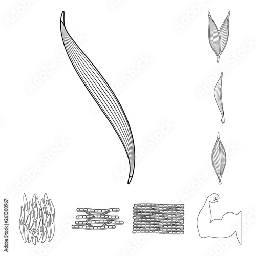 Vector design of fiber and muscular sign. Set of fiber and body stock vector illustration.