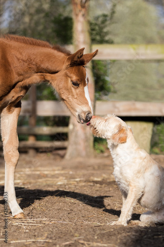 Pferdestall Pferd Fohlen und Hund geben sich einen Kuss Freundschaft und liebe Tierfreundschaften