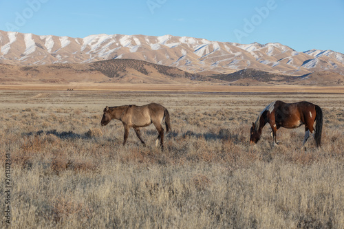 Wild Horses in Winter in Utah