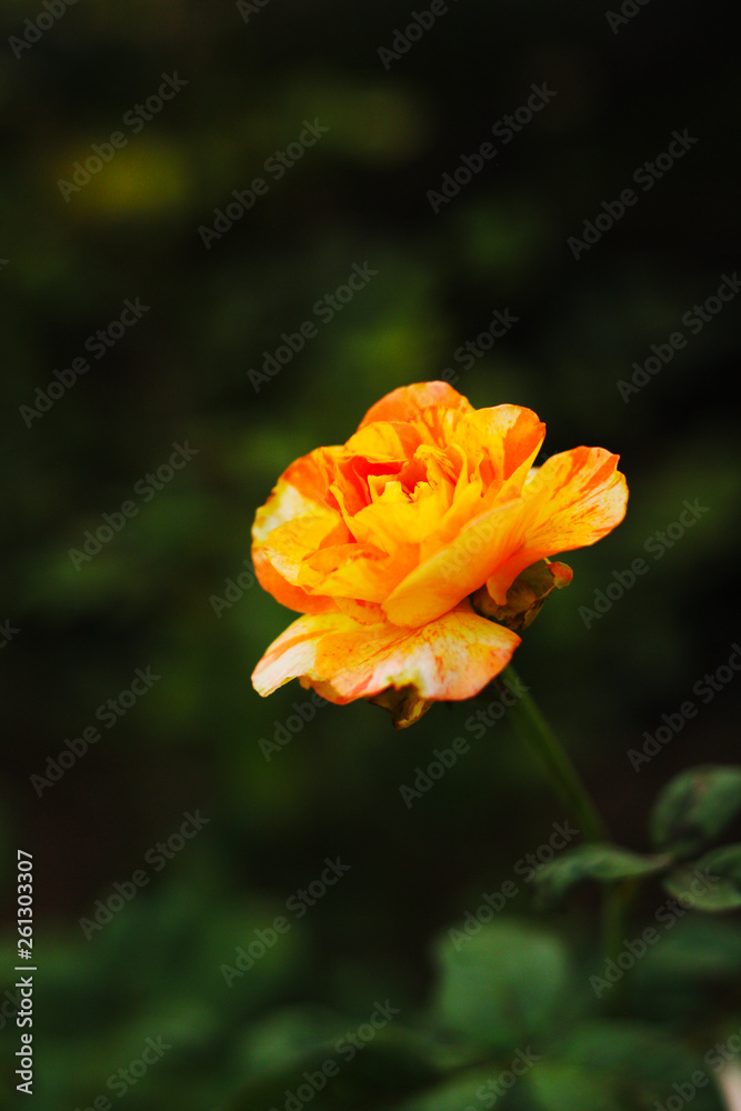Fototapeta premium Beautiful color of flower in the nature 