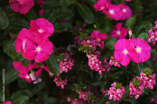 Beautiful color of flower in the nature 