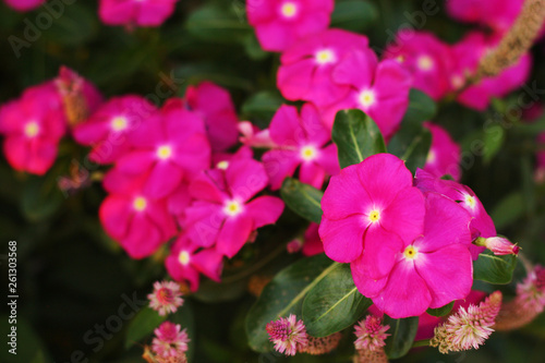 Beautiful color of flower in the nature 