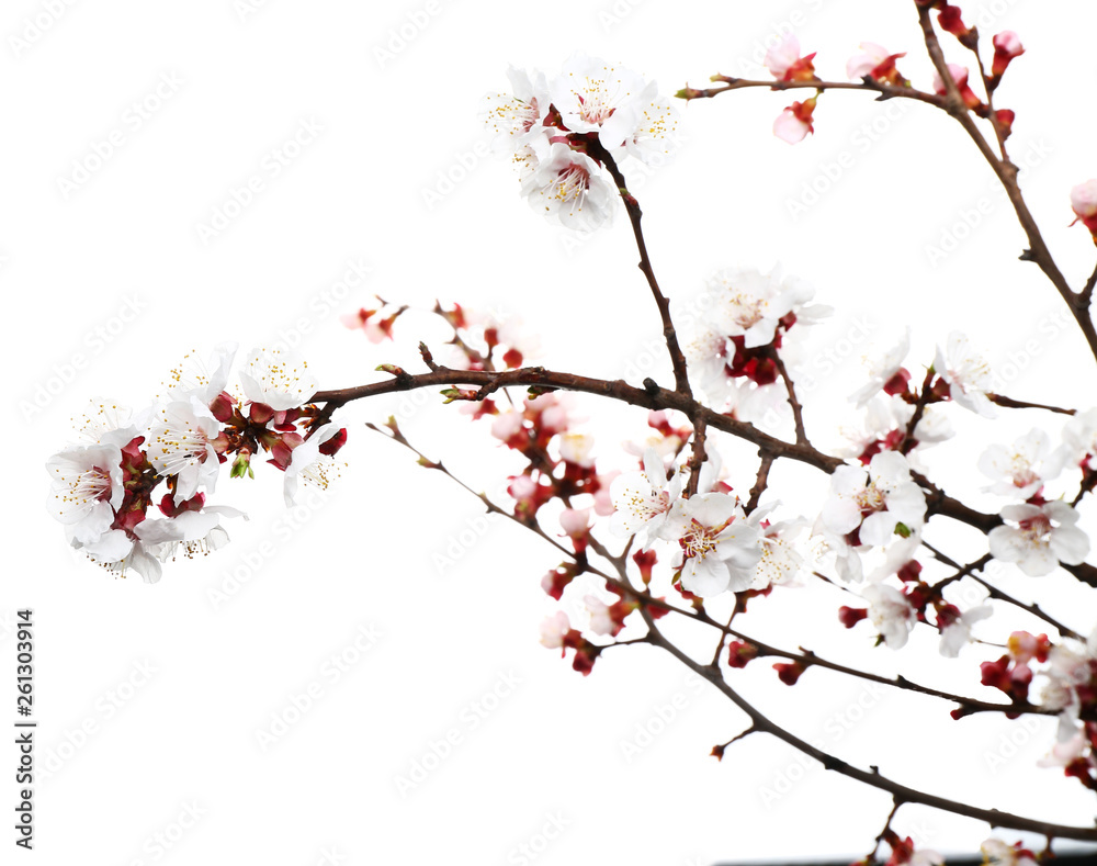 Fototapeta premium Beautiful blossoming branches on white background