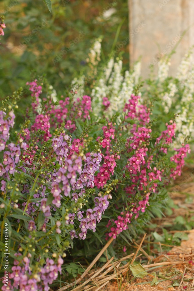 Beautiful color of flower in the nature 