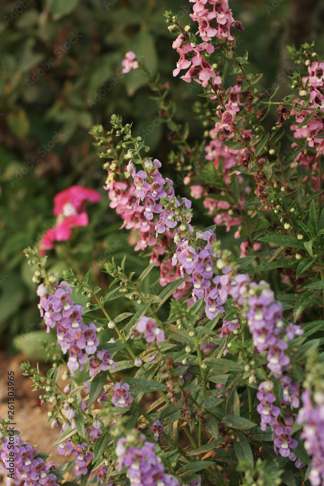 Beautiful color of flower in the nature Beautiful color of flower in the nature