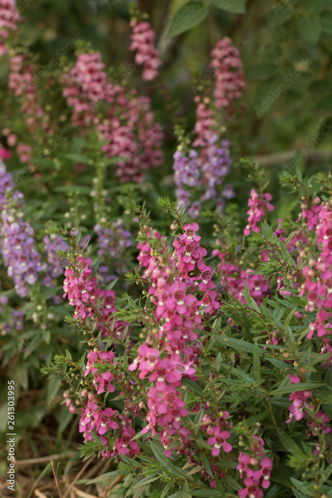 Beautiful color of flower in the nature Beautiful color of flower in the nature