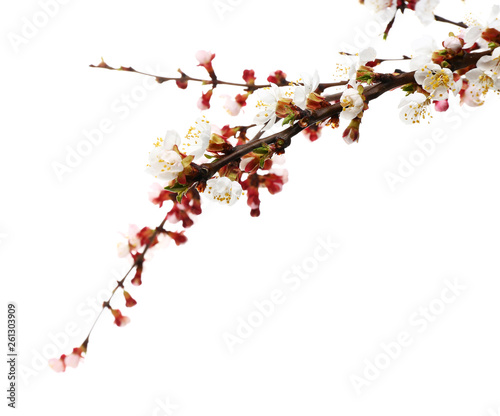 Beautiful blossoming branches on white background