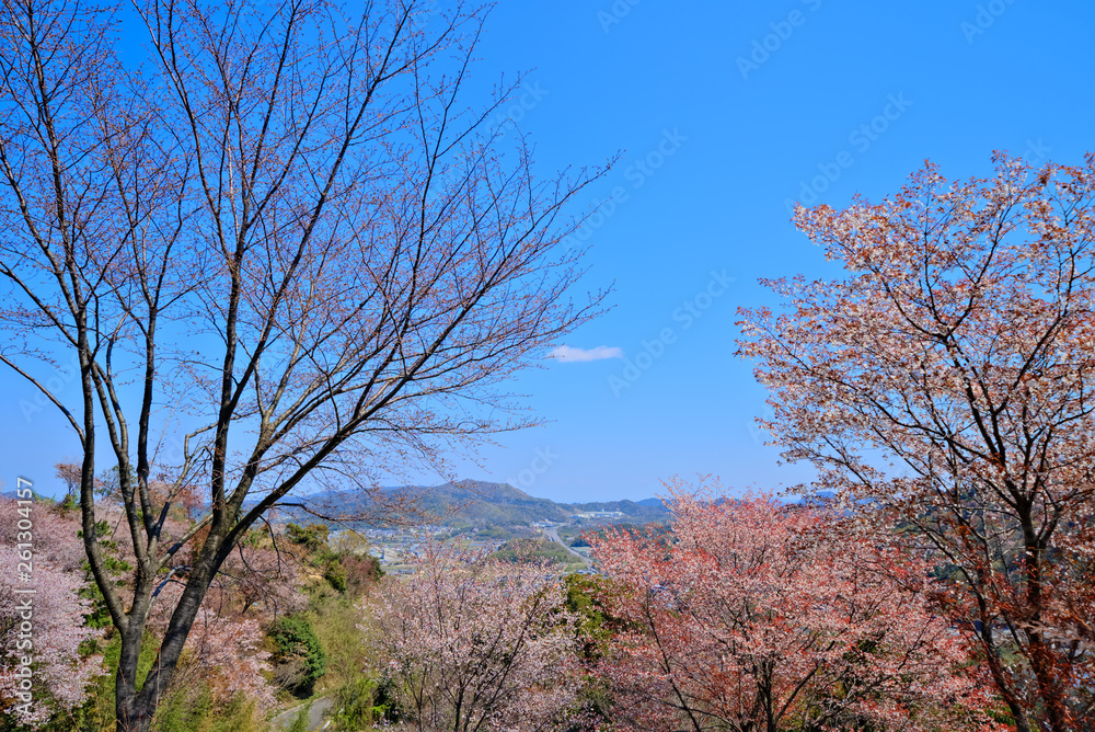 桜咲く里山 遠方に高松自動車道(香川県さぬき市) 桜咲く里山 遠方に高松自動車道(香川県さぬき市)