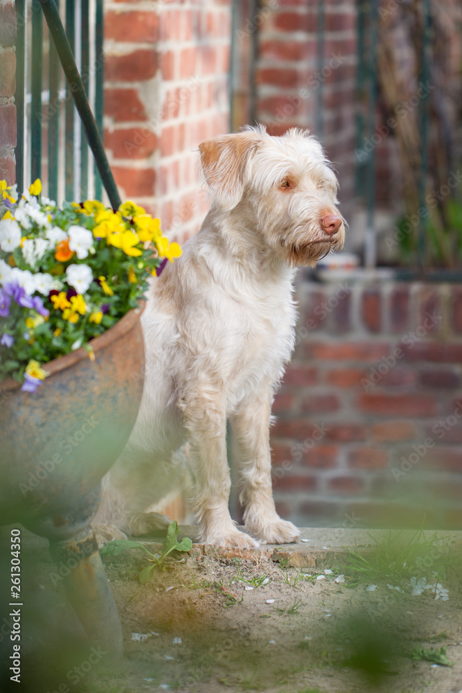 Hund im Frühling Hund im Frühling