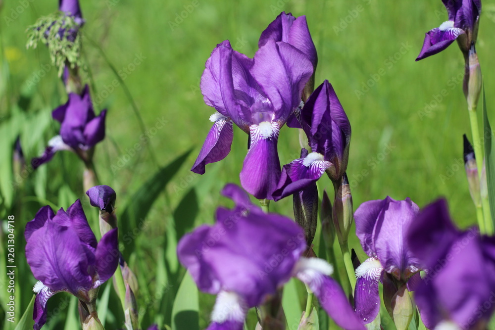 purple irises in the garden close-up, variable focus purple irises in the garden close-up, variable focus