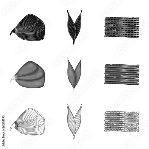 Isolated object of fiber and muscular sign. Set of fiber and body  stock vector illustration.