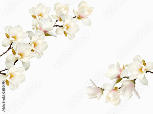 Beautiful blooming magnolia flower background.