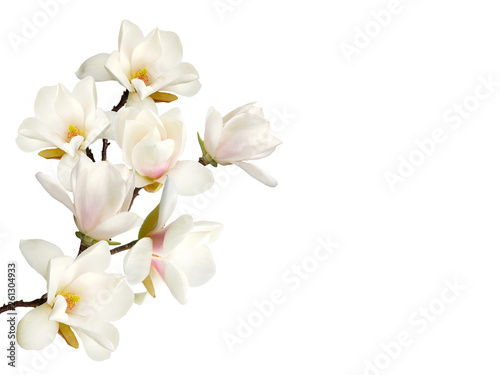 Beautiful blooming magnolia flower background.