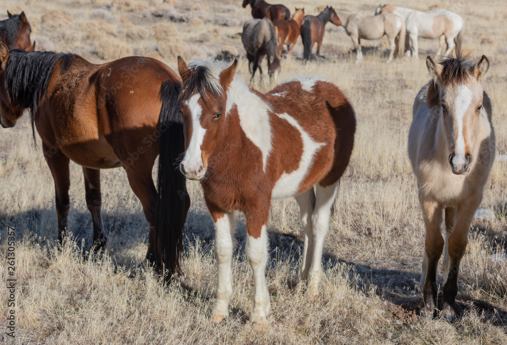 Wild Horses in Winter in Utah