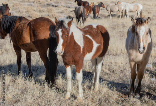 Wild Horses in Winter in Utah © natureguy