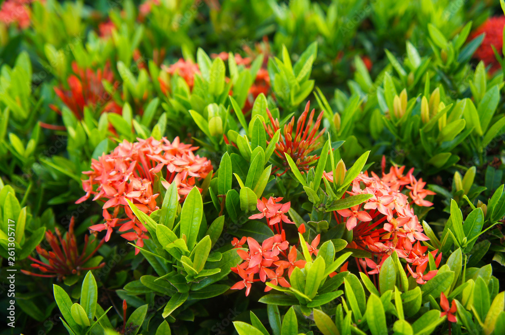 Ixora coccinea or flame of the woods jungle geranium shrub with red flowers Ixora coccinea or flame of the woods jungle geranium shrub with red flowers