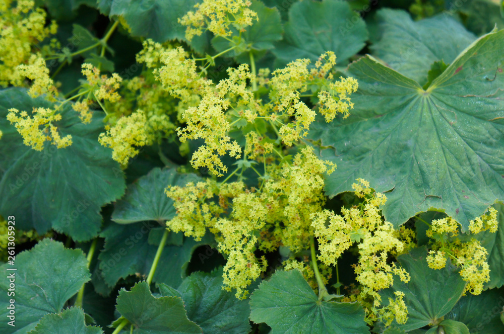 Alchemilla mollis garden lady's-mantle plant Alchemilla mollis garden lady's-mantle plant