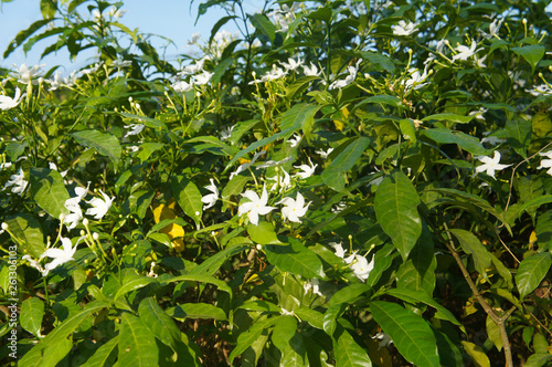 Crape jasmine tabernaemontana divaricata apocynaceae pinwheelflower shrub