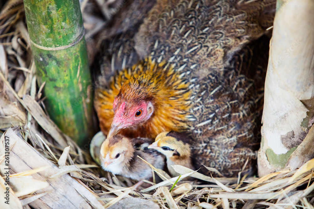 Hen Hatching Eggs in Natural Nest,Hen sitting on eggs in bamboo,Newborn chickens, Hen Hatching Eggs in Natural Nest,Hen sitting on eggs in bamboo,Newborn chickens,
