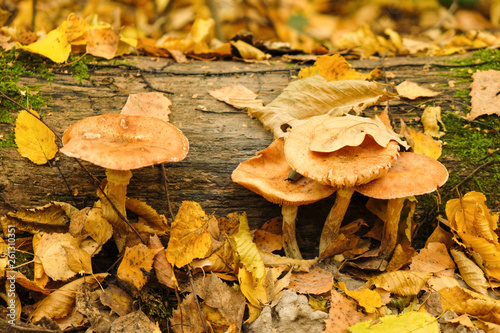 Four mushrooms with a snail under the yellow leaves near the old tree in the forest.