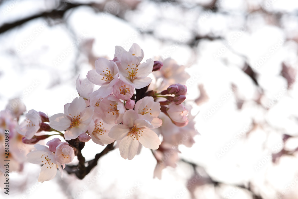 桜の花