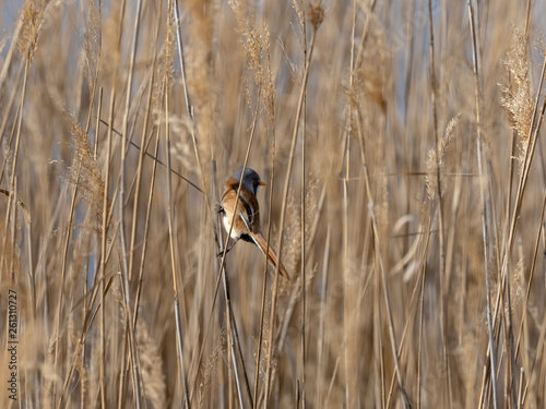 Bearded reedling male (Panurus biarmicus)