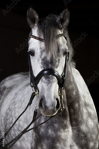 wunderschönes Pferd Schimmel im Fotostudio Warmblut Dressurpferd