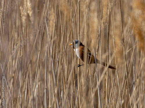 Bearded reedling male (Panurus biarmicus)