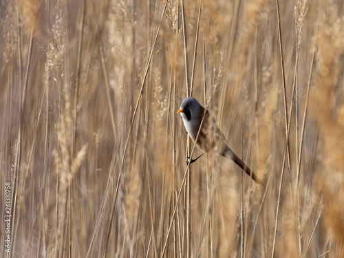 Bearded reedling male (Panurus biarmicus)