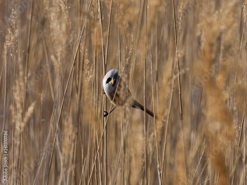 Bearded reedling male (Panurus biarmicus)