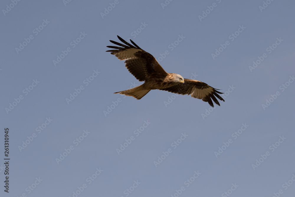 The red kite (Milvus milvus) is a medium-large bird of prey in the family Accipitridae, which also includes many other diurnal raptors such as eagles, buzzards, and harriers