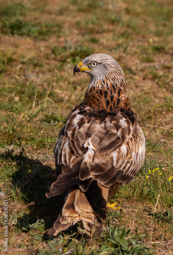 The red kite (Milvus milvus) is a medium-large bird of prey in the family Accipitridae, which also includes many other diurnal raptors such as eagles, buzzards, and harriers