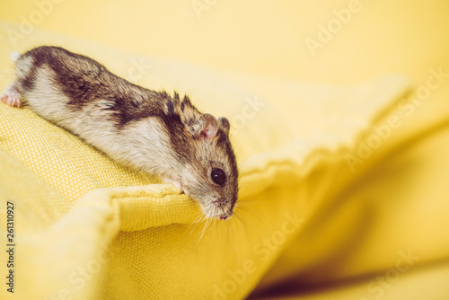 selective focus of funny furry hamster on yellow textured background