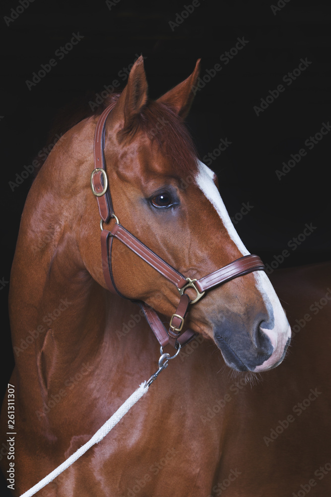 Obraz premium Koń gorącokrwisty w studio