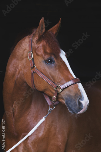 Fototapeta Naklejka Na Ścianę i Meble -  Warmblutpferd im Studio