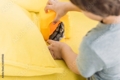 selective focus of boy with cute hamster on yellow sofa