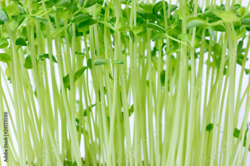 pea sprout with white background.