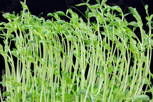 pea sprout with black background.
