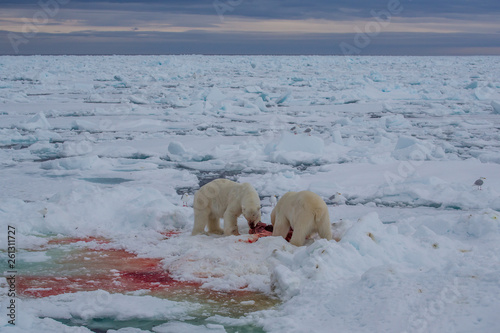 Polar Bear (Ursus maritimus) Spitsbergen North Ocean