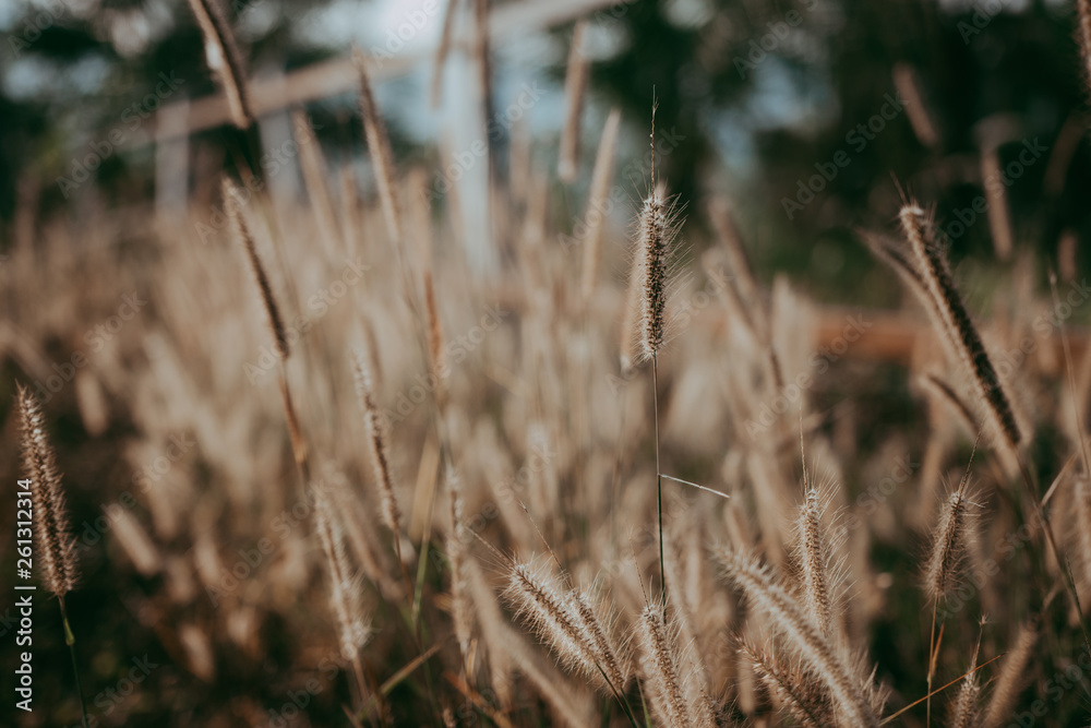 Fototapeta premium soft focus of grass flower in the morning that gives loneliness