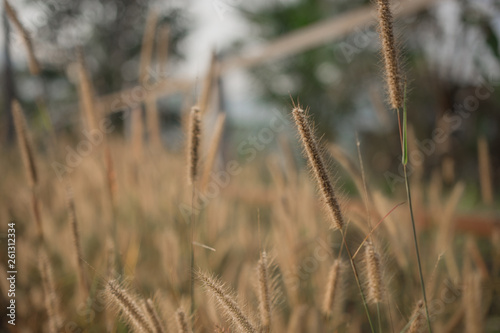 soft focus of grass flower in the morning that gives loneliness