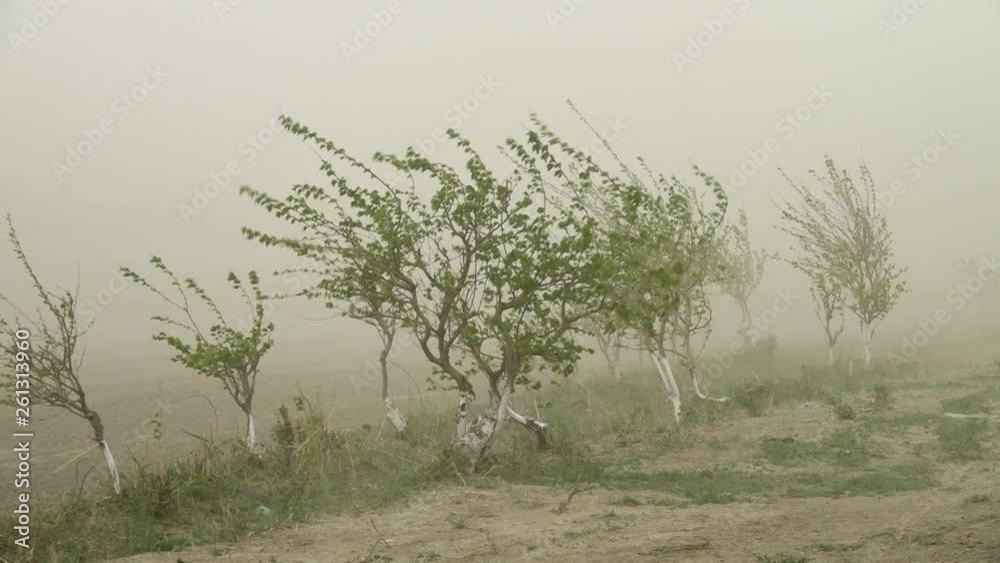 Steady, medium close up shot of small trees being hit by strong gusts of wind. Dust and dirt flying up. Steady, medium close up shot of small trees being hit by strong gusts of wind. Dust and dirt flying up.