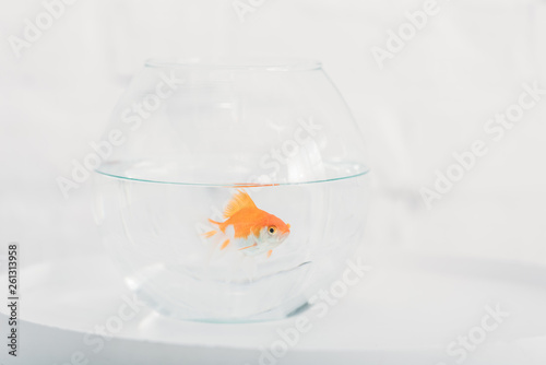 bright goldfish in aquarium with clear transparent water on white background