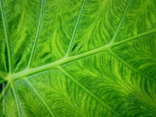 Full Frame Background of Fresh Green Leaf Texture