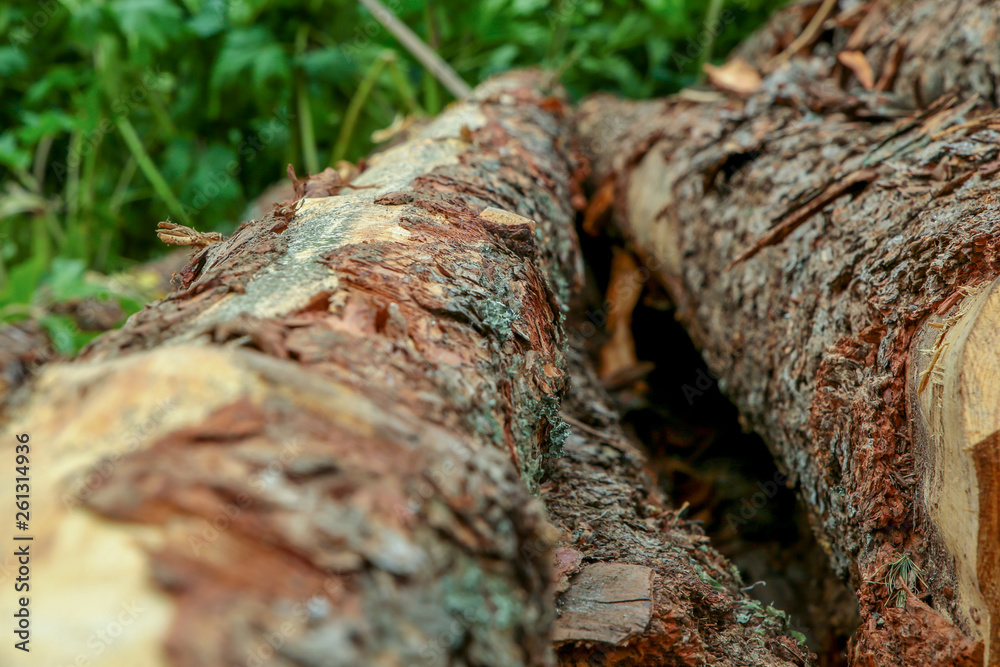 pine tree trunk rough uneven tree vertical close-up on a background of green grass background felling trees pine tree trunk rough uneven tree vertical close-up on a background of green grass background felling trees
