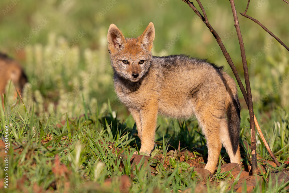 Lone Black Backed Jackal pup standing in short green grass to explore the world