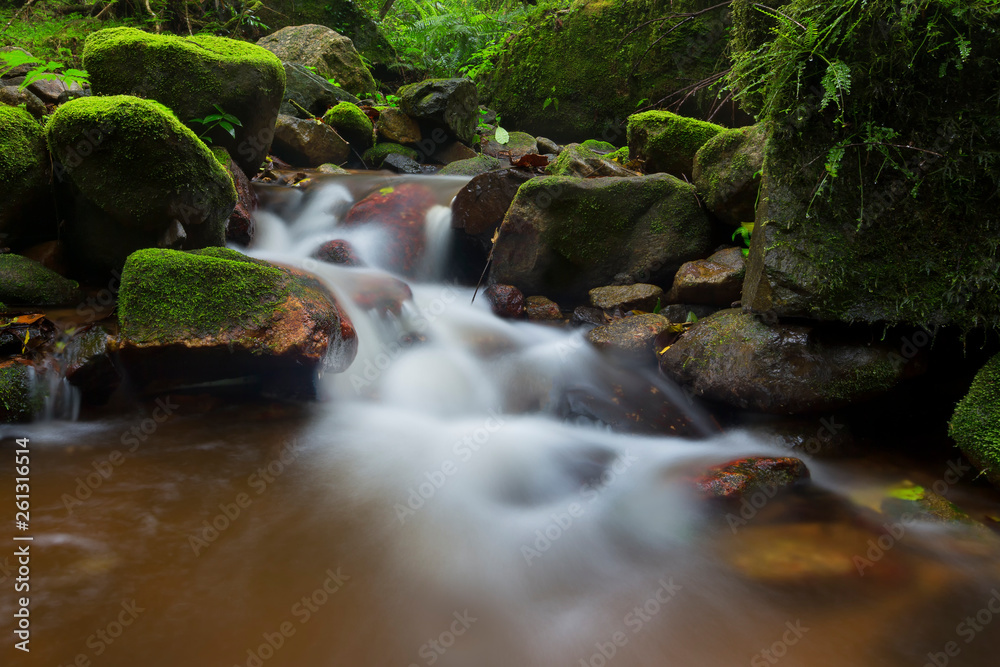 Small stream in forest flowing through moss and fern covered rocks Small stream in forest flowing through moss and fern covered rocks